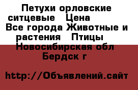 Петухи орловские ситцевые › Цена ­ 1 000 - Все города Животные и растения » Птицы   . Новосибирская обл.,Бердск г.